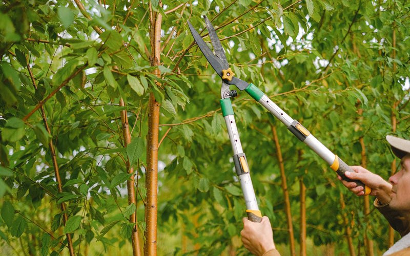 Tree trimming in Deering, AK